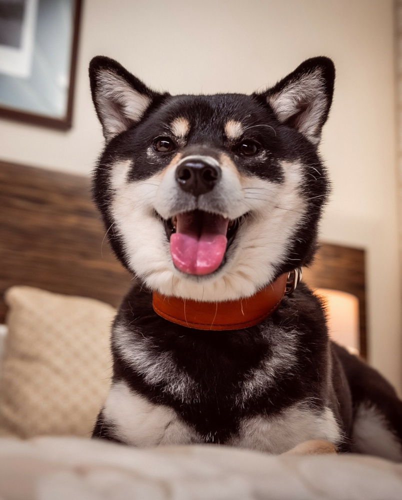 Рады Вашим питомцам